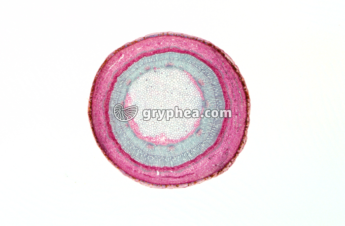 Tige de Marronnier CT x5 - gryphea.com